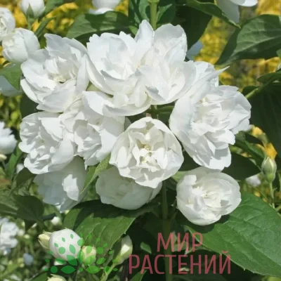 Чубушник махровый