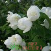 Чубушник виргинский