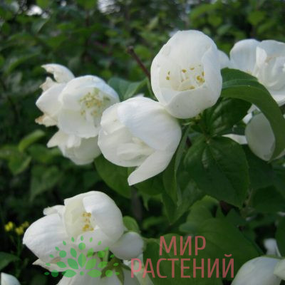 Чубушник виргинский