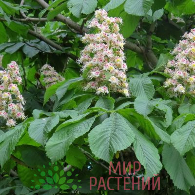 Каштан обыкновенный