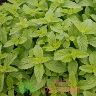 Мята банановая (Mentha arvensis ‘Banana’)
