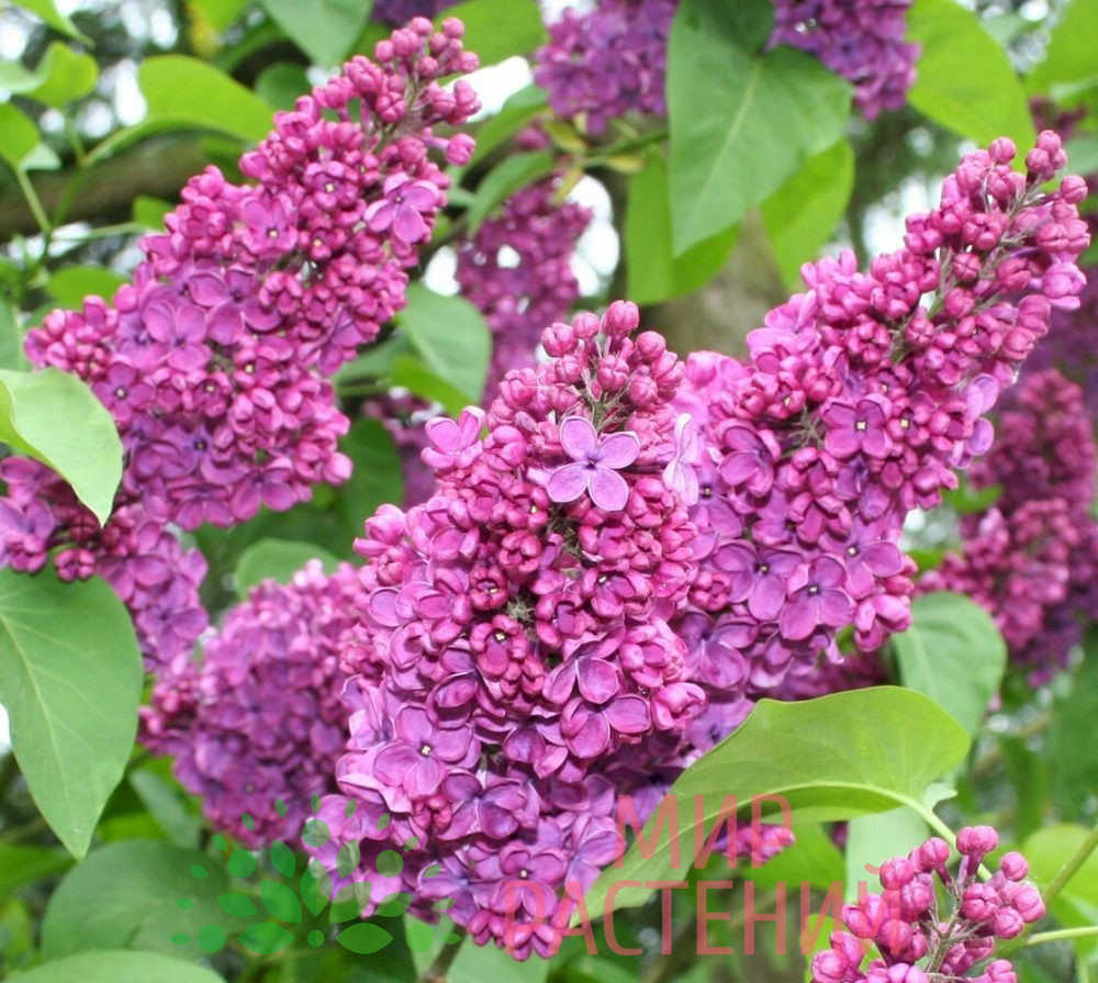 Сирень Чарльз Джоли