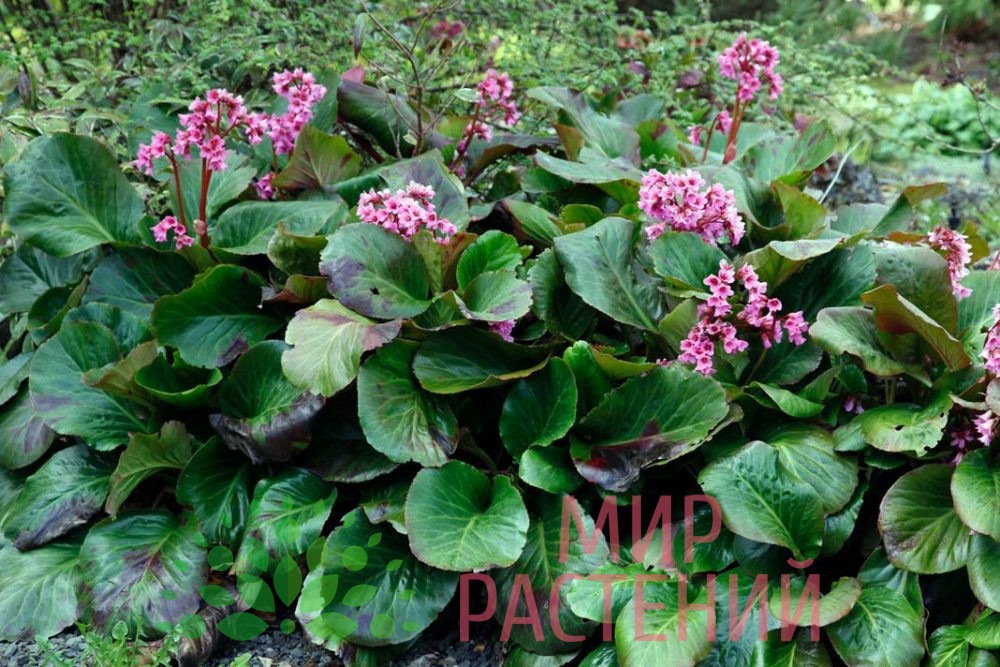 Бадан толстолистный / Bergenia crassifolia — изображение 2