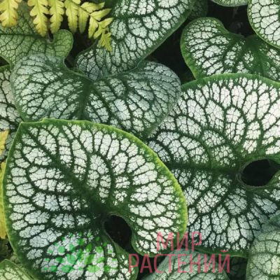 Бруннера крупнолистная Силвер Харт (Silver Heart