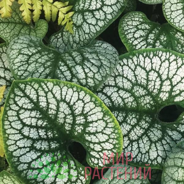 Бруннера крупнолистная Силвер Харт (Silver Heart) 1 Бруннера крупнолистная Силвер Харт (Silver Heart