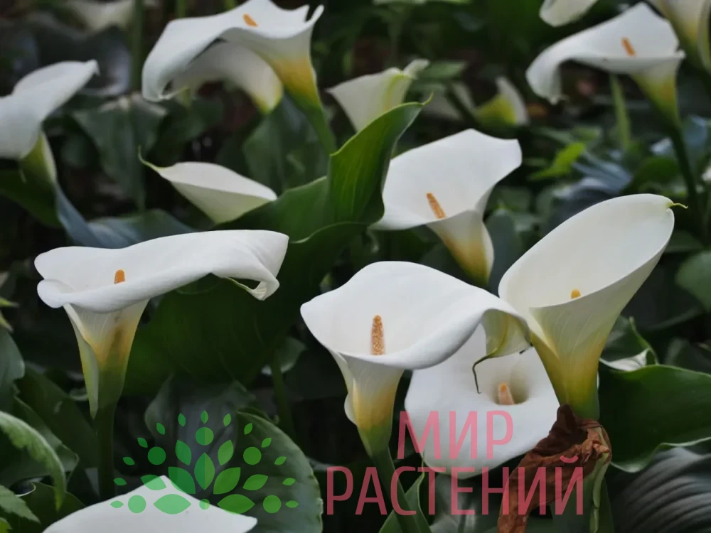 Каллы / Белокрыльник (Zantedeschia)