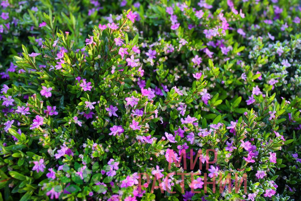 Куфея Cuphea Hyssopifolia