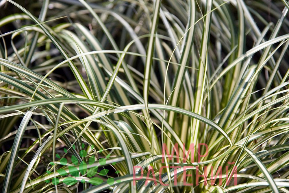 Осока / Carex