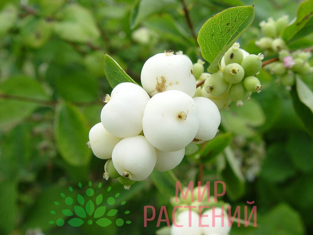 Снежноягодник белый (Symphoricarpos albus)