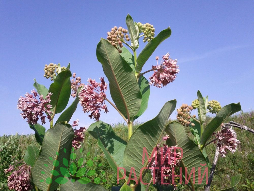 Ваточник сирийский (Asclepias syriaca)
