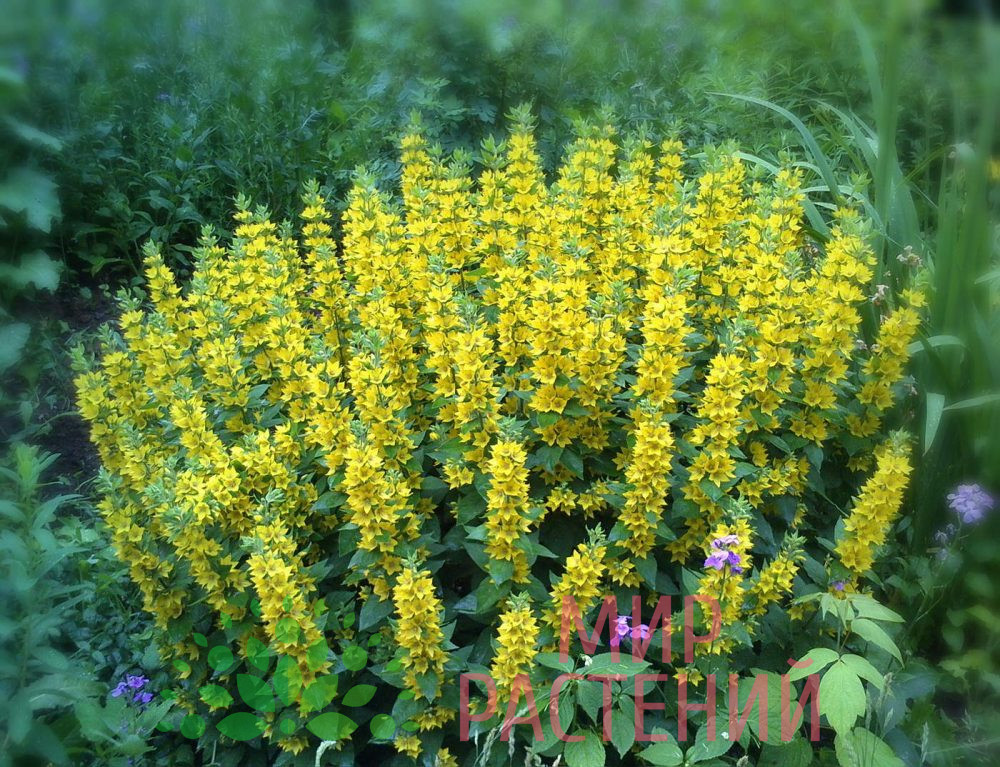 Вербейник обыкновенный (Lysimachia vulgaris)