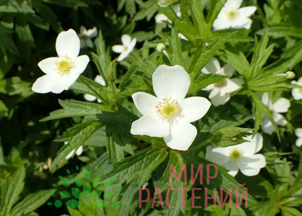 Ветреница (анемона) канадская (Аnemone canadensis) — изображение 2