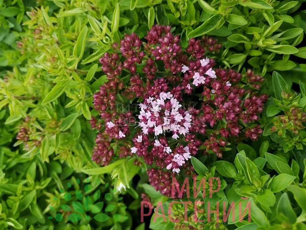 Душица обыкновенная "Hot and Spicy" / Origanum vulgare