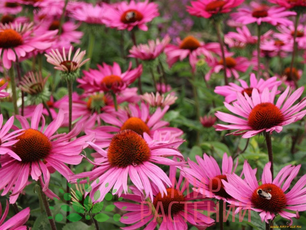Эхинацея пурпурная розовая Микс / Echinacea
