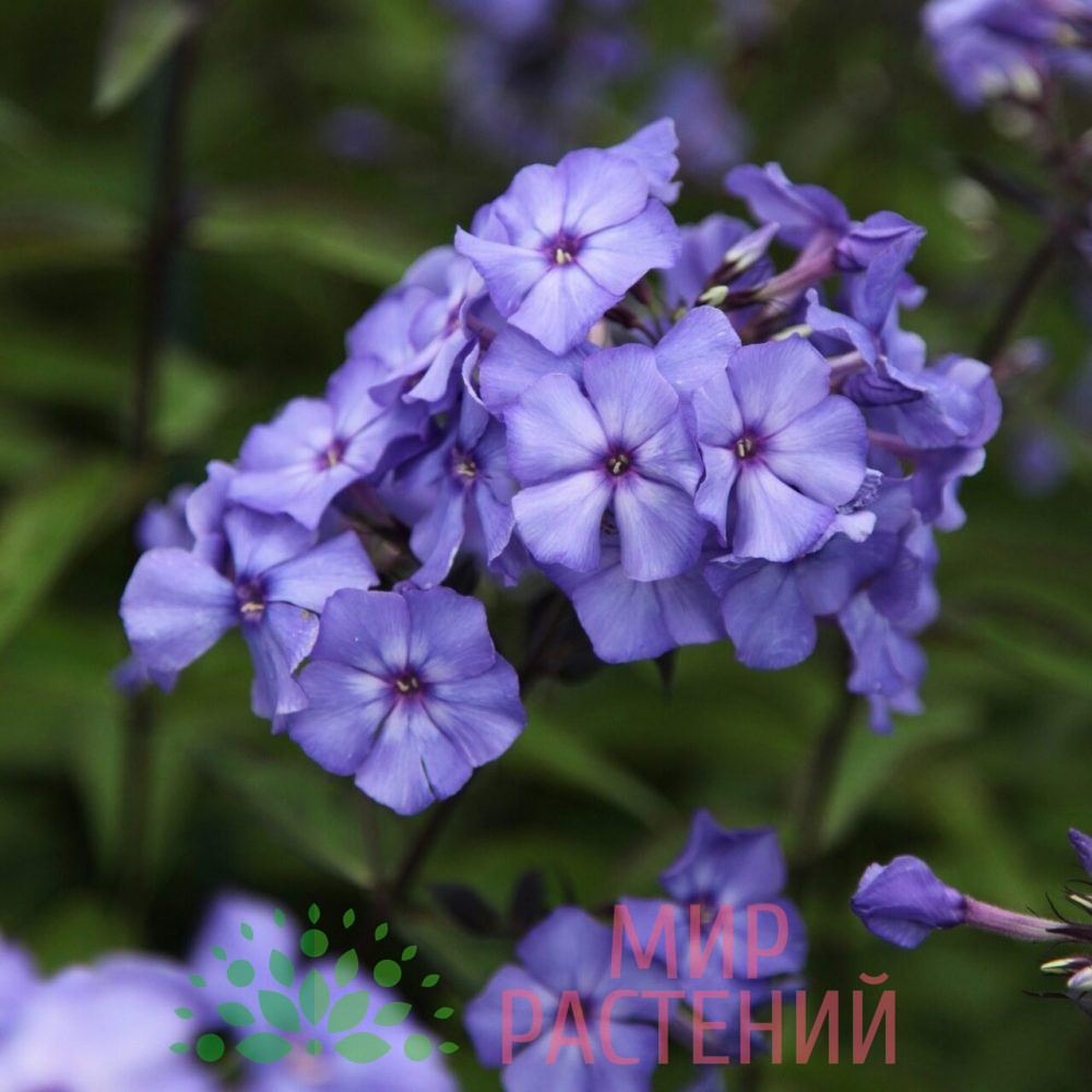 Флокс метельчатый Блю Парадайз "Blue Paradise"
