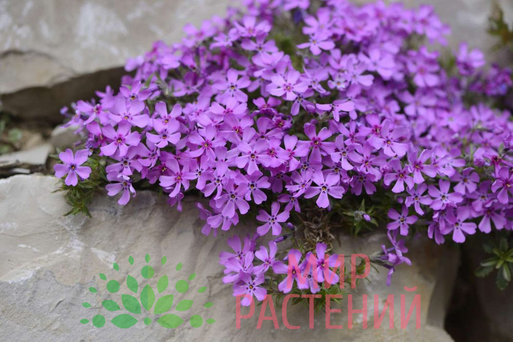 Флокс шиловидный фиолетовый / Phlox subilata