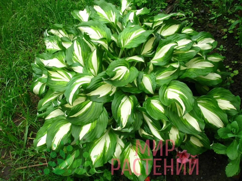 Хоста Медиовариегата