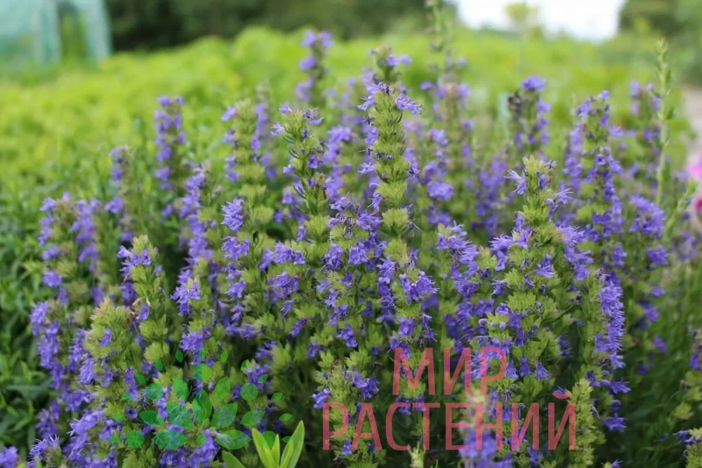 Иссоп лекарственный / Hyssopus officinalis