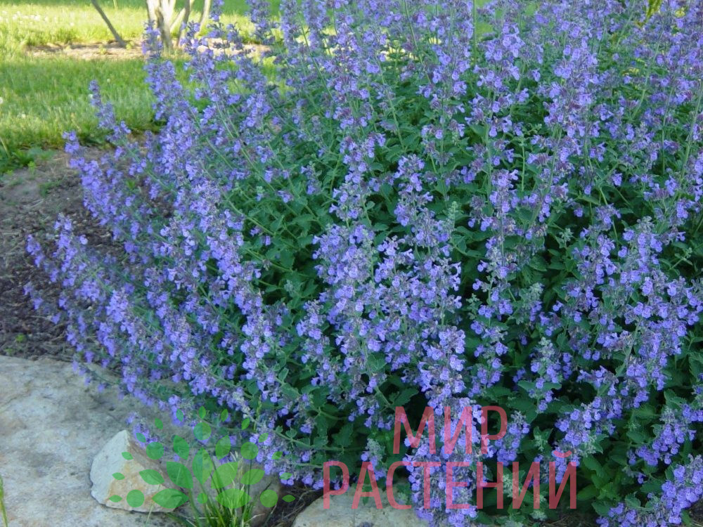 Котовник Фассена Лайт Блю / "Light Blue"
