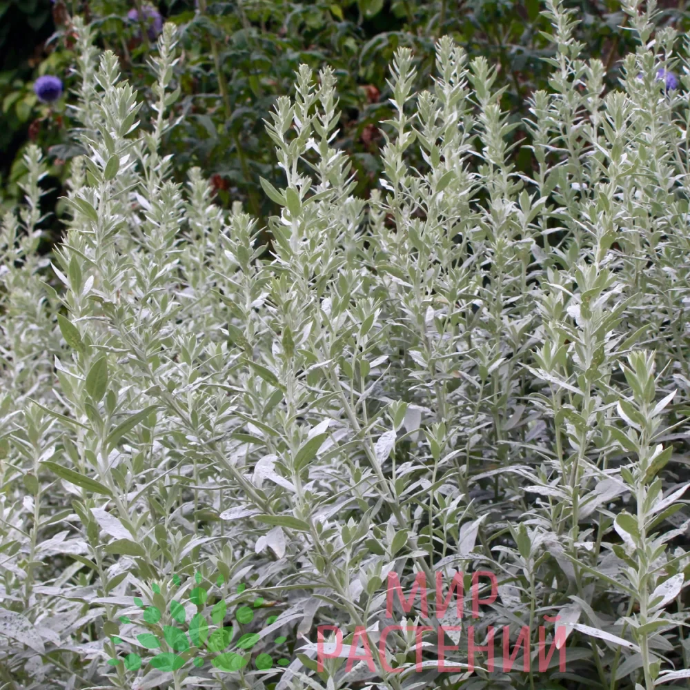 Полынь Людовика / Artemisia ludoviciana