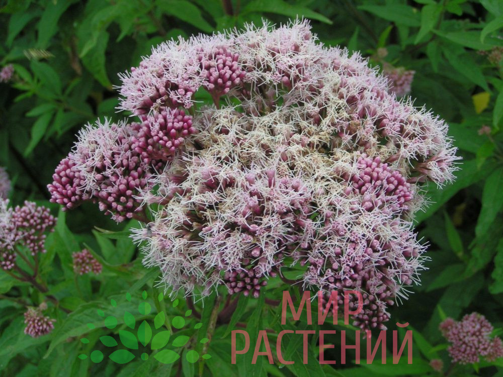 Посконник пятнистый Фантом "Phantom"