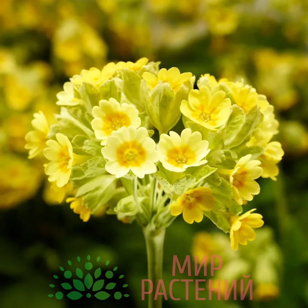 Примула весенняя Кабрильо Дарк Йеллоу Компакт CABRILLO DARK YELLOW COMPACT