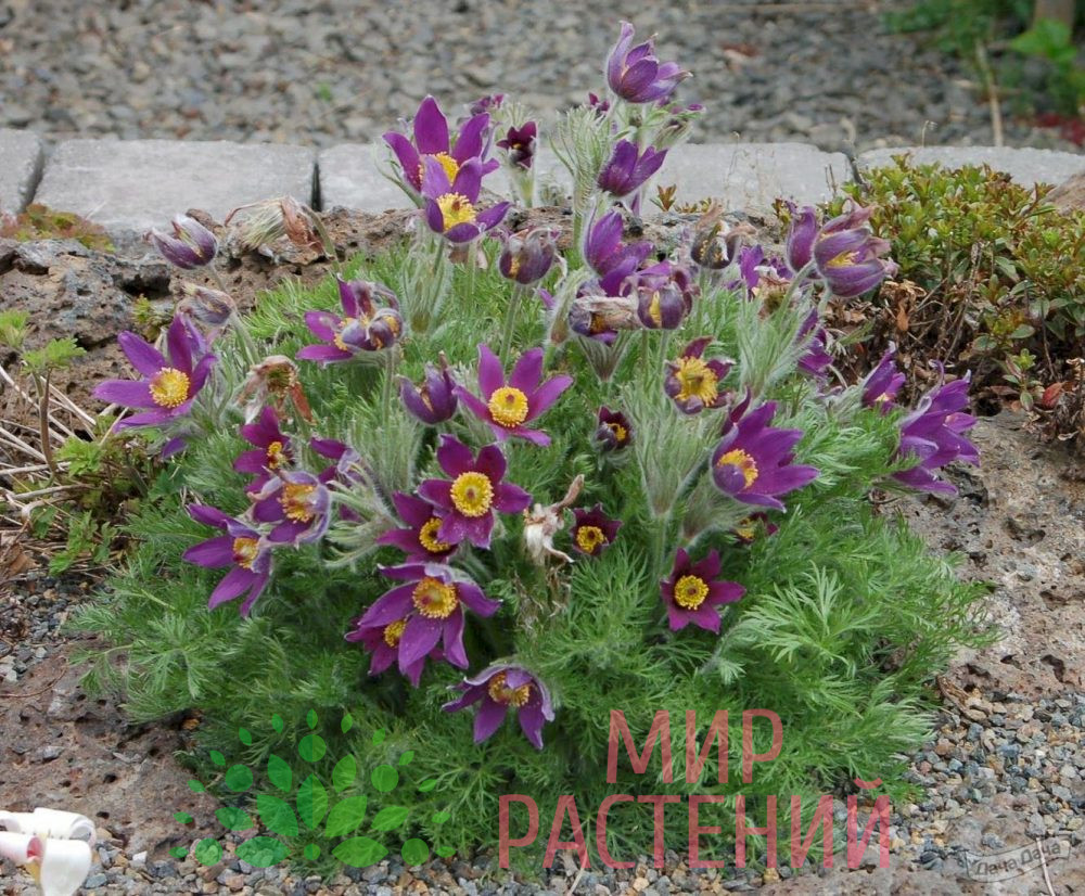 Прострел обыкновенный Пинвил Блю Виолет Шайдес "Pinwheel Blue Violet Shades"