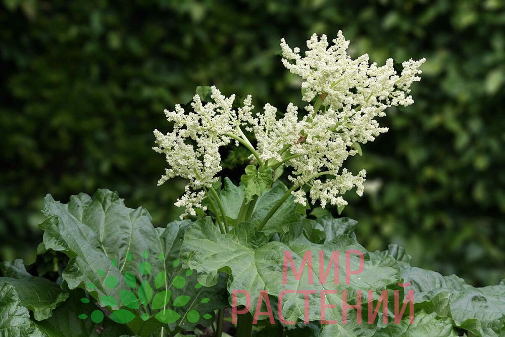 Ревень алтайский / Rheum altaicum