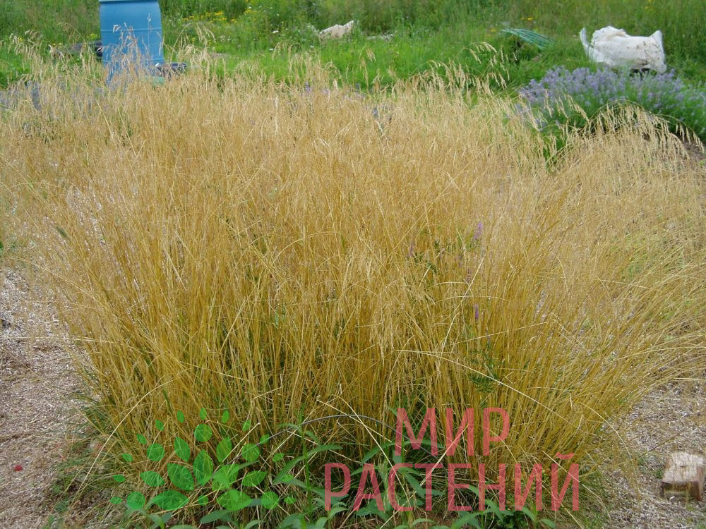 Щучка дернистая "Bronzeschleier" / Deschampsia