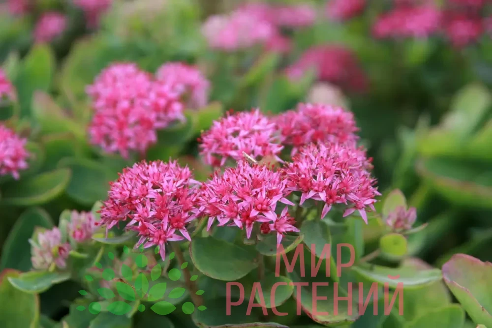 Седум видный Карл / Sedum spectabile "Carl"