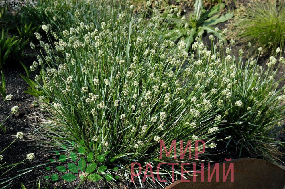 Сеслерия голубая "Sesleria glauca"