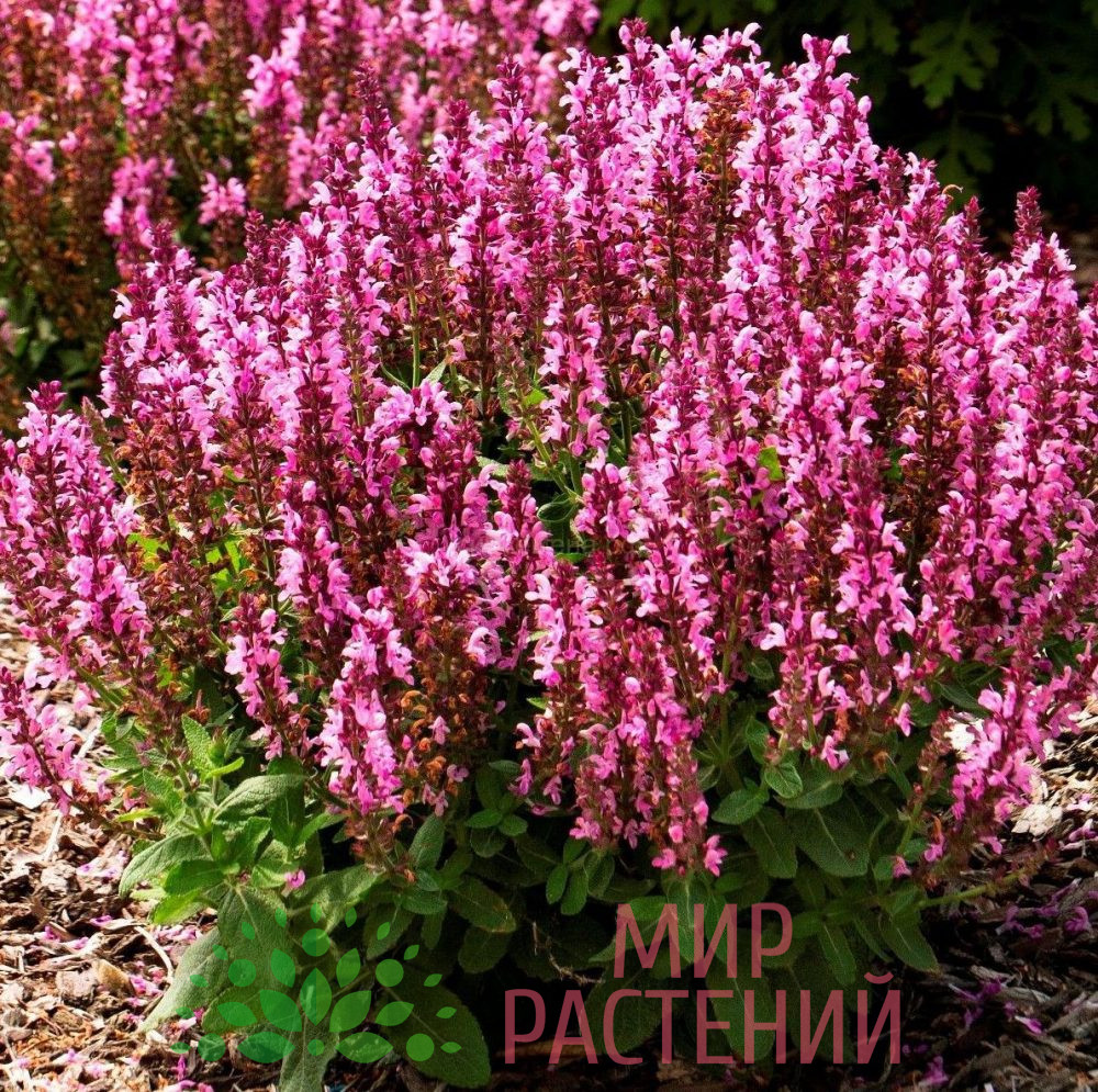 Шалфей дубравный Сенсейшен Роуз
