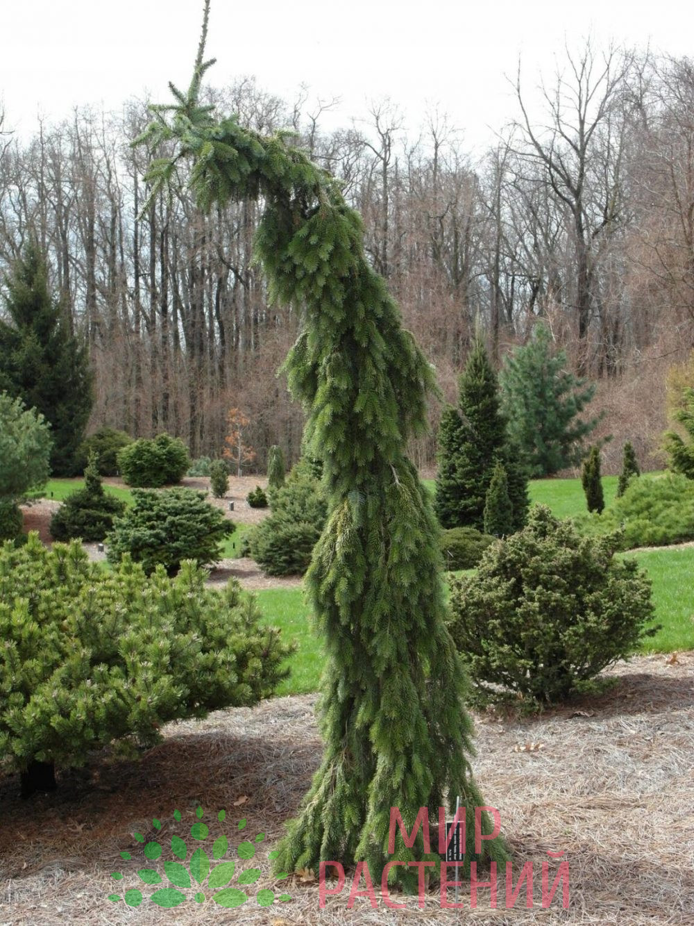 Ель сербская Пендула (Picea Omorika Pendula)
