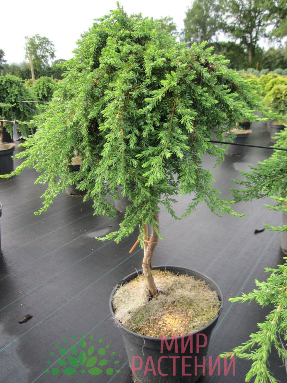 Можжевельник каменный на штамбе  (Juniperus communis var. saxatilis)