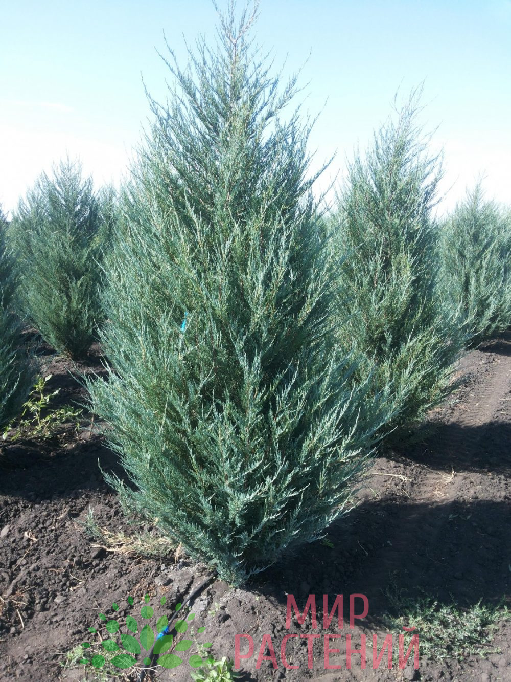 Можжевельник скальный Мунглоу  (Juniperus scopulorum 'Moonglow')