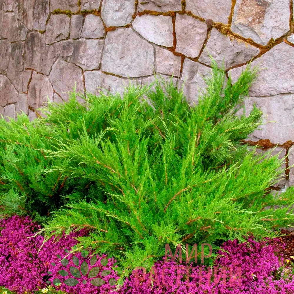 Можжевельник средний Минт Джулеп (Juniperus Mint Julep)