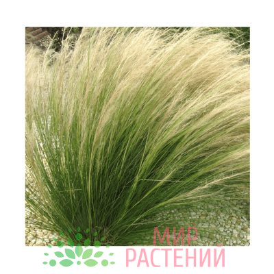 Ковыль Поли Тейлз