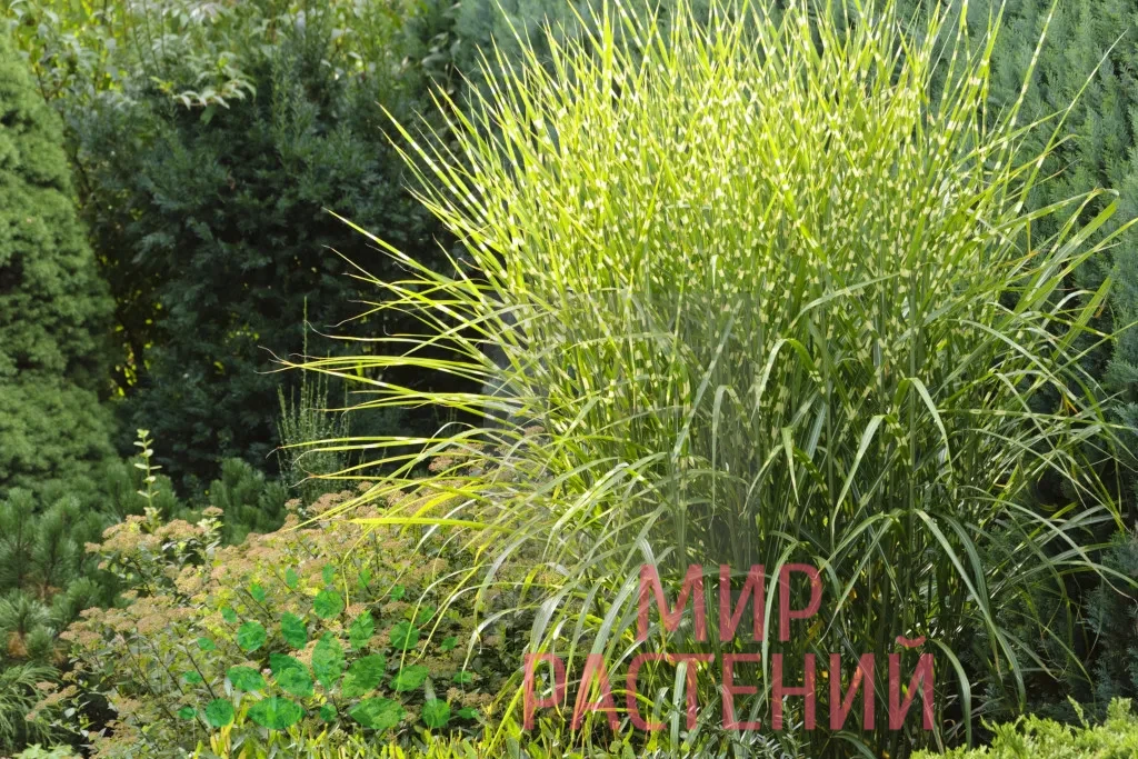 Мискантус китайский Стриктус Дварф (Strictus Dwarf) 3 Мискантус китайский Стриктус Дварф 2