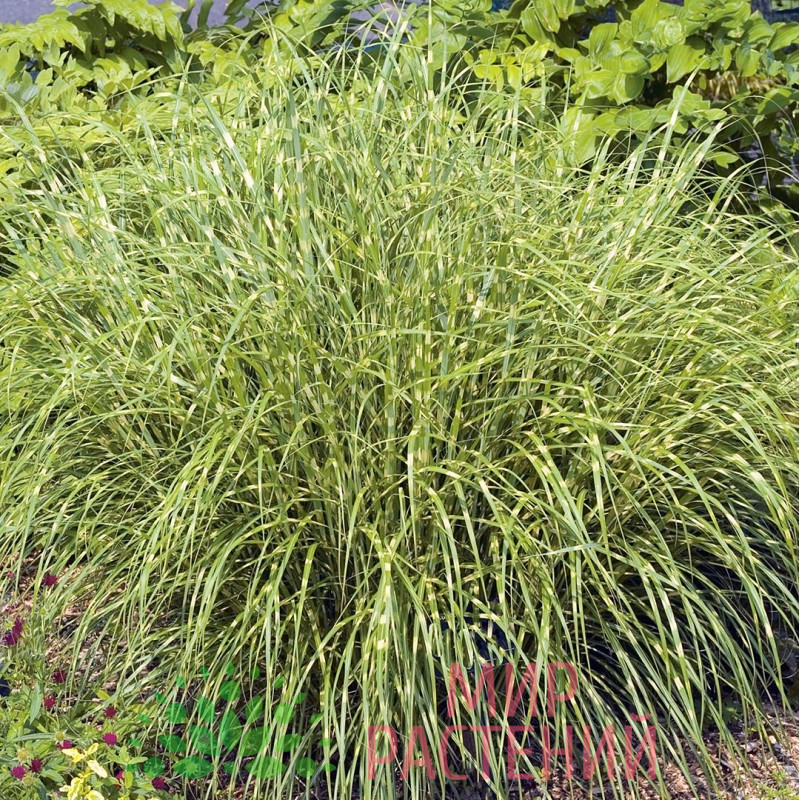 Мискантус китайский Стриктус Дварф (Strictus Dwarf) 2 Мискантус китайский Стриктус Дварф