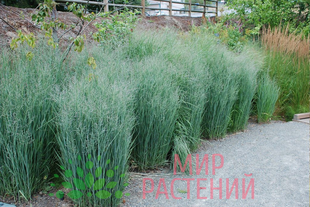 Просо прутьевидное Хеви Метал (Heavy Metal) 4 Просо Хеви Метал (Heavy Metal) 2