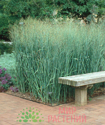 Просо прутьевидное Хеви Метал (Heavy Metal) 2 Просо Хеви Метал (Heavy Metal) 3