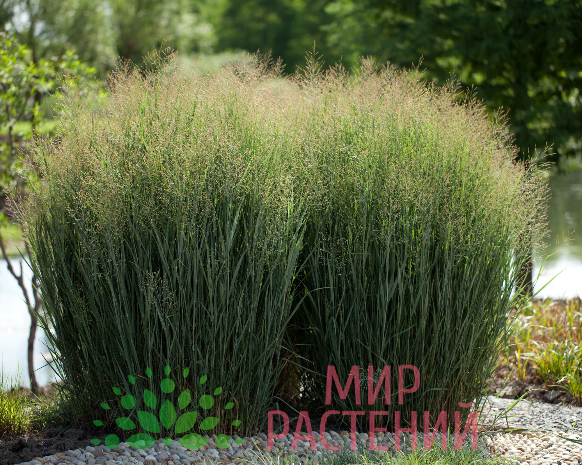 Просо прутьевидное Хеви Метал (Heavy Metal) 3 Просо Хеви Метал (Heavy Metal)