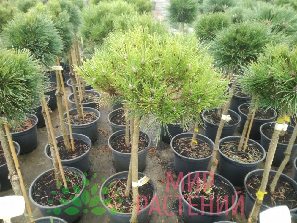 Сосна черная Байо (Pinus nigra 'Bayo') на штамбе — изображение 2