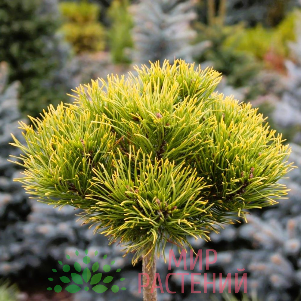 Сосна горная Карстен (Pinus mugo Carsten) на штамбе