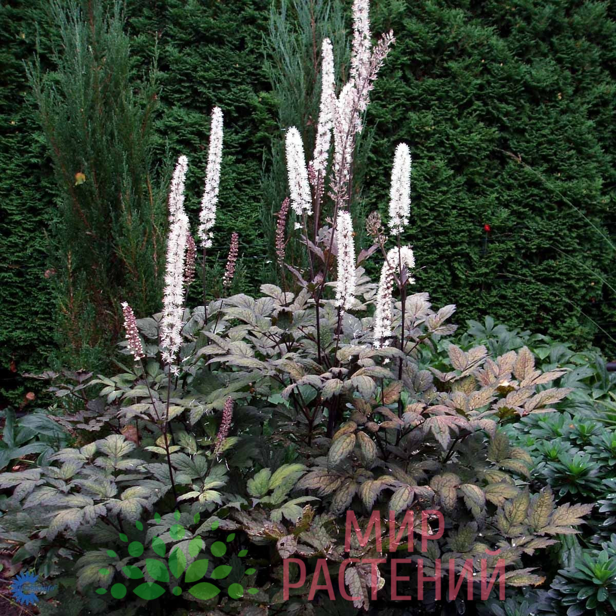 Клопогон ветвистый 'Атропурпуреа' (Actaea simplex 'Atropurpurea') 1 Клопогон ветвистый 'Атропурпуреа' (Actaea simplex 'Atropurpurea')