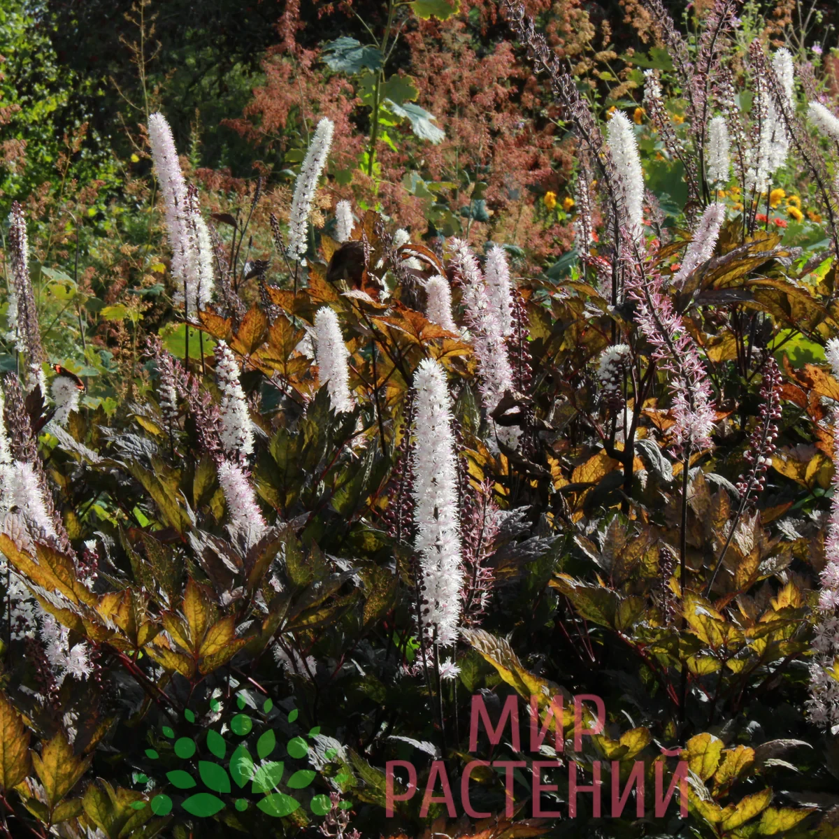 Клопогон ветвистый 'Атропурпуреа' (Actaea simplex 'Atropurpurea') 2 Клопогон ветвистый 'Атропурпуреа' (Actaea simplex 'Atropurpurea') — изображение 2