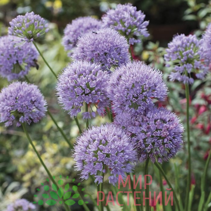 Аллиум 'Ин Орбит' (Allium 'In Orbit') 2 Аллиум 'Ин Орбит' (Allium 'In Orbit') — изображение 2