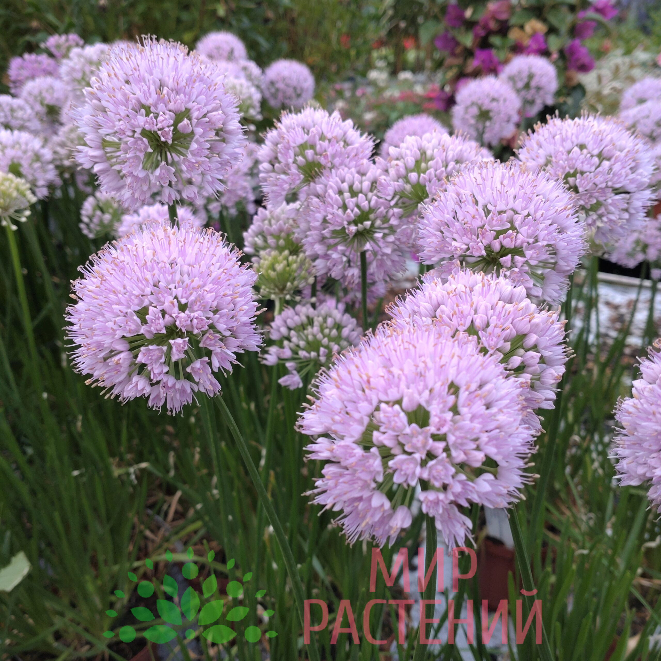 Аллиум 'Ин Орбит' (Allium 'In Orbit') 1 Аллиум 'Ин Орбит' (Allium 'In Orbit')