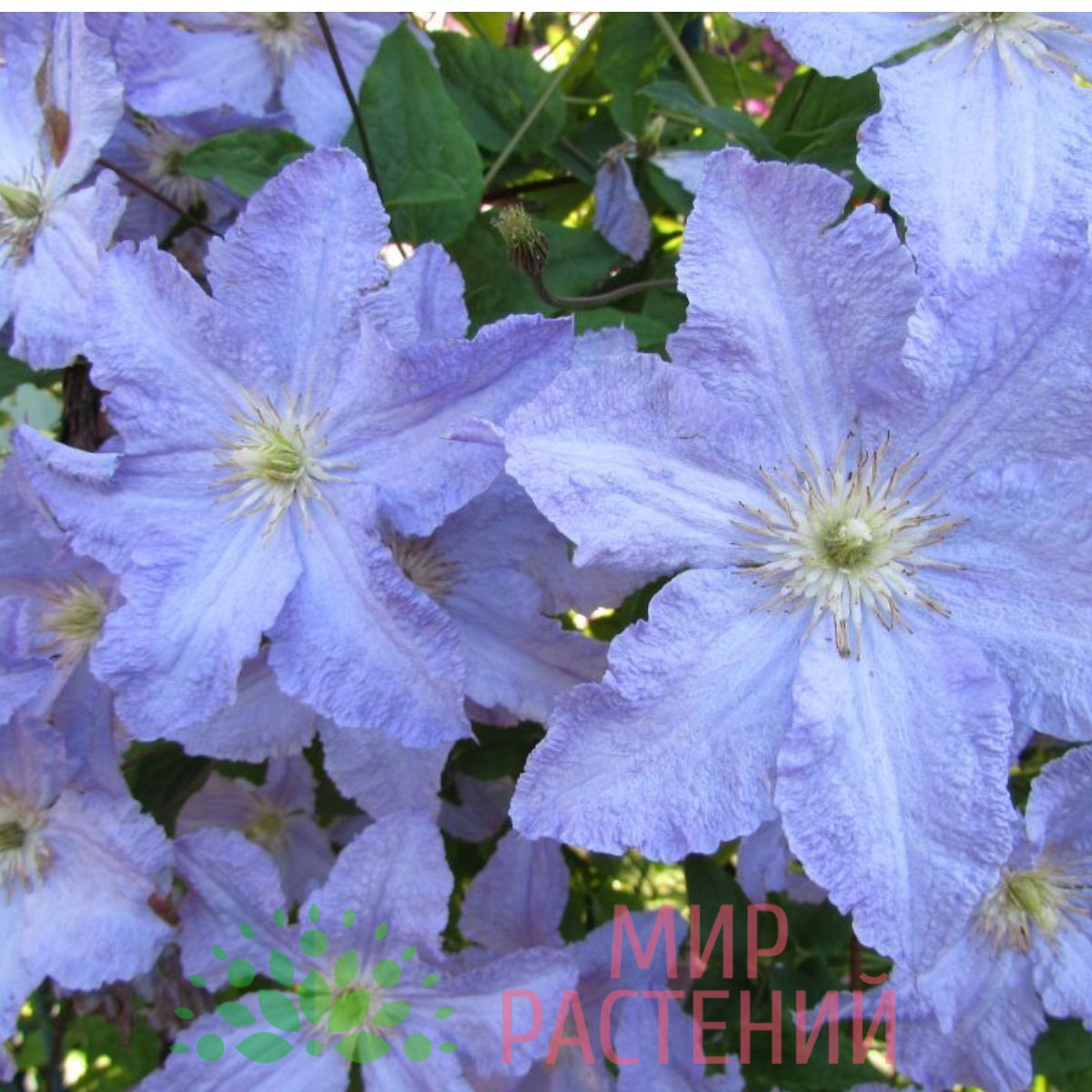 Клематис 'Блю Энджел' (Clematis 'Blue Angel') 1 Клематис 'Блю Энджел' (Clematis 'Blue Angel')