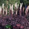 Клопогон Actaea simp. Atropurpurea 3